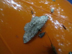 Melanolophia
