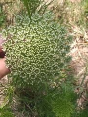 Visnaga daucoides