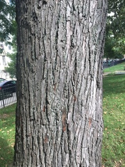 Tilia