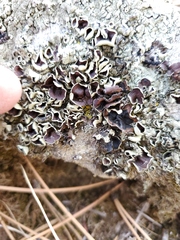 Rhizoplaca chrysoleuca