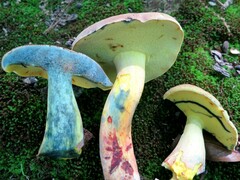 Boletus sensibilis