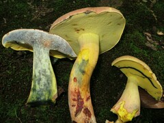 Boletus sensibilis