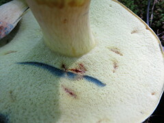 Boletus sensibilis