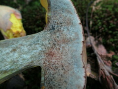 Boletus sensibilis