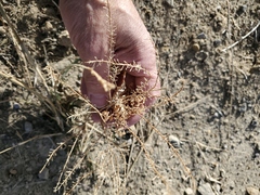 Lepidium densiflorum