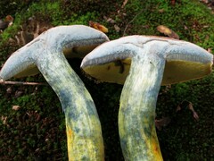 Boletus sensibilis