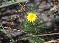 Thymophylla pentachaeta