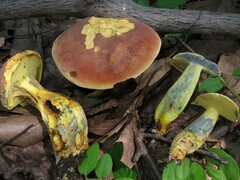 Boletus sensibilis