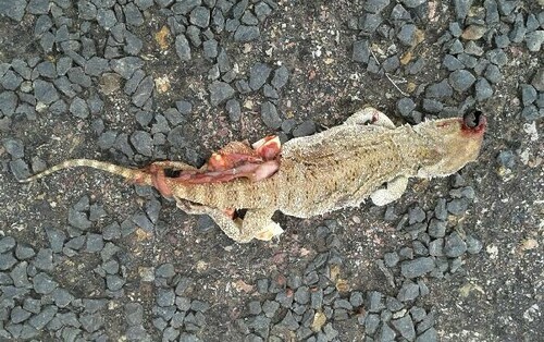 Downs Bearded Dragon