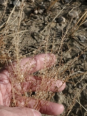 Lepidium densiflorum