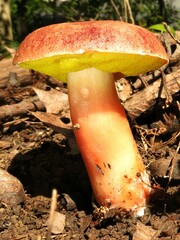 Aureoboletus auriporus
