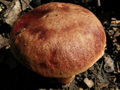 Aureoboletus auriporus