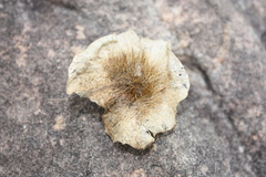 Pterocarpus erinaceus