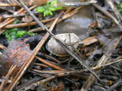 Chlorochroa pinicola