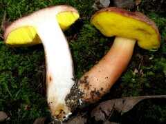 Aureoboletus auriporus