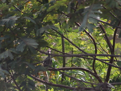 Nyctanassa violacea