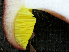 Aureoboletus auriporus