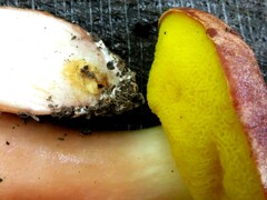 Aureoboletus auriporus