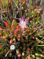 Disphyma crassifolium