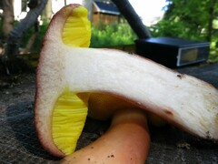 Aureoboletus auriporus