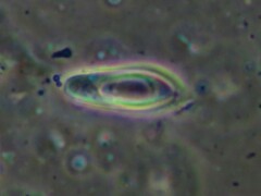 Aureoboletus auriporus