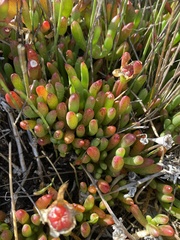 Disphyma crassifolium