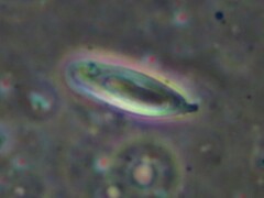 Aureoboletus auriporus