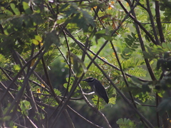 Nyctanassa violacea