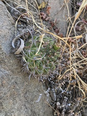 Eriosyce curvispina