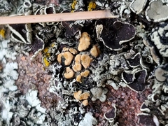 Rhizoplaca chrysoleuca