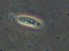 Aureoboletus auriporus