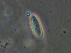 Aureoboletus auriporus