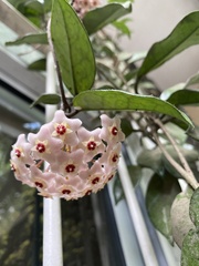 Hoya carnosa