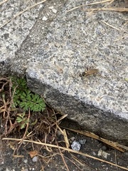 Amblyteles armatorius