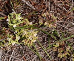 Eustegia minuta