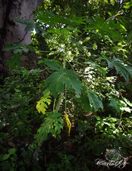 Vasconcellea pubescens