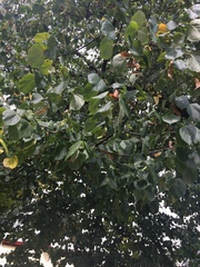 Tilia