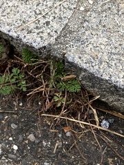 Amblyteles armatorius