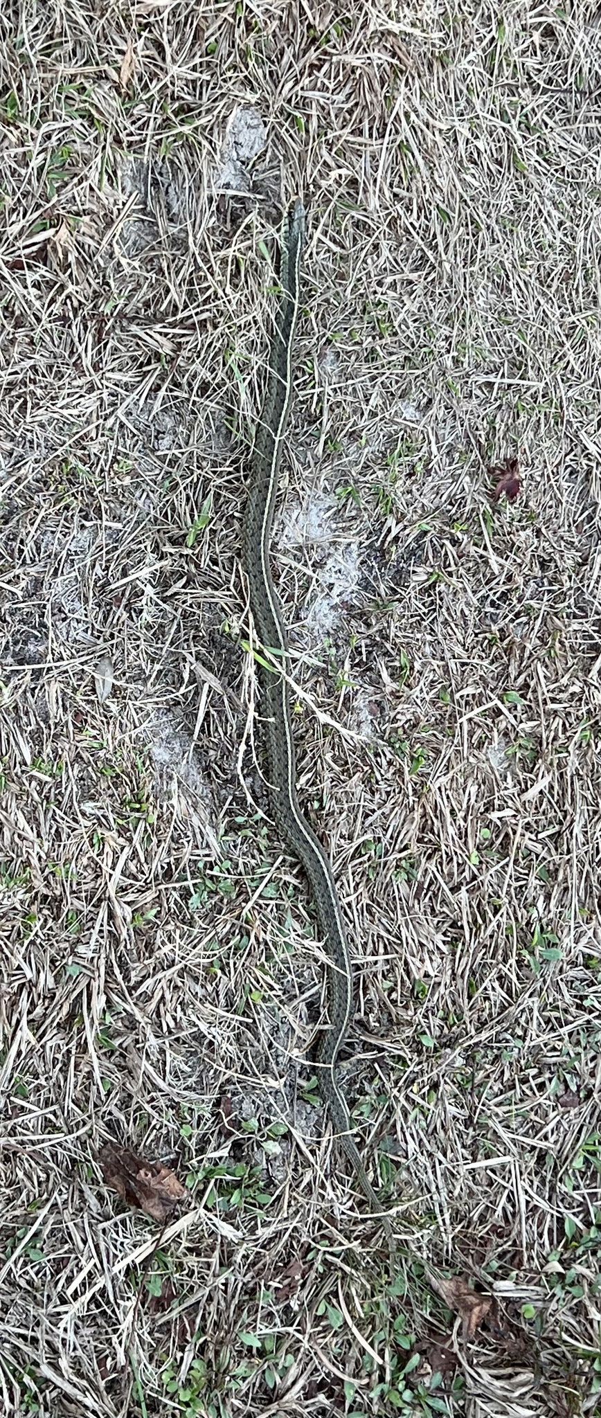 Thamnophis Sirtalis Sirtalis