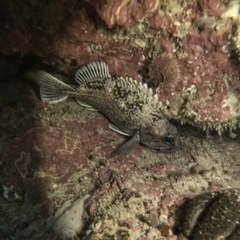 Sebastes oculatus