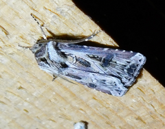 Agrotis vestigialis