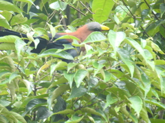 Rhamphococcyx calyorhynchus