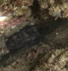 Sebastes oculatus
