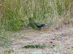 Neophema chrysostoma