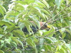 Rhamphococcyx calyorhynchus