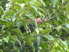 Rhamphococcyx calyorhynchus