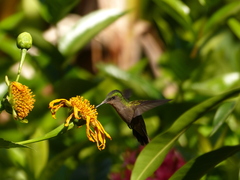 Orthorhyncus cristatus