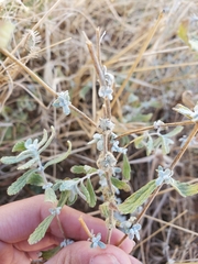 Buddleja scordioides