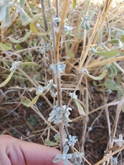 Buddleja scordioides