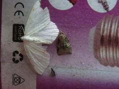 Platynota exasperatana